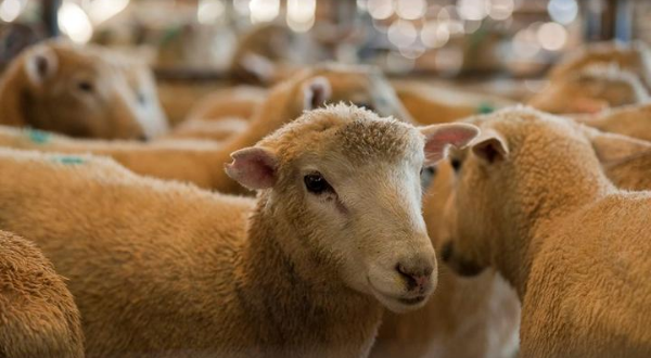 Sheepies 1