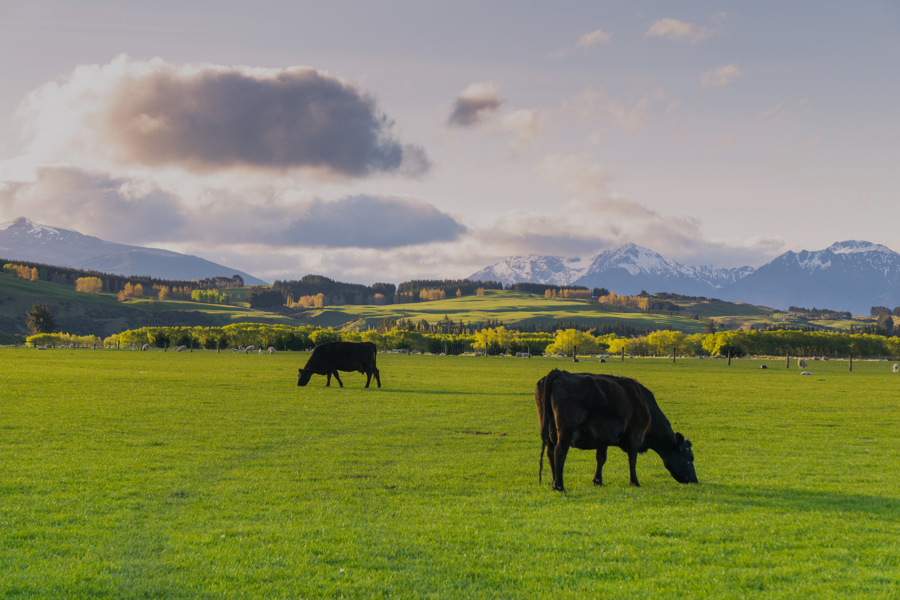 AFFCO Bobby Calf Booking Website