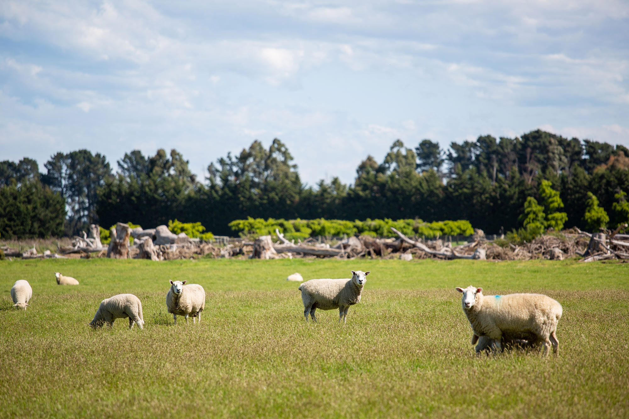 AFFCO Sales Free Range 5S7A0269 01